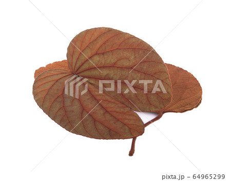 Bauhinia aureifolia leaves isolated on white 64965299