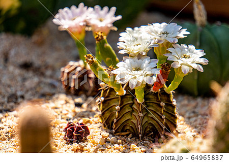 Blooming flowers and unripe seed pods of Gymnocalycium mihanovichii LB2178 Agua Dulce hybrid cactus Blooming flowers and unripe seed pods of Gymnocalycium mihanovichii LB2178 Agua Dulce hybrid cactus 64965837
