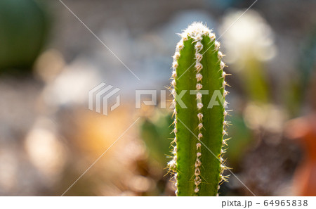 Acanthocereus tetragonus or Fairytale castle is a tall, columnar cactus native to South America. Acanthocereus tetragonus or Fairytale castle is a tall, columnar cactus native to South America. 64965838