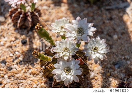 Blooming flowers and unripe seed pods of Gymnocalycium mihanovichii LB2178 Agua Dulce hybrid cactus Blooming flowers and unripe seed pods of Gymnocalycium mihanovichii LB2178 Agua Dulce hybrid cactus 64965839