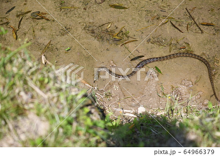 春のヘビ 64966379