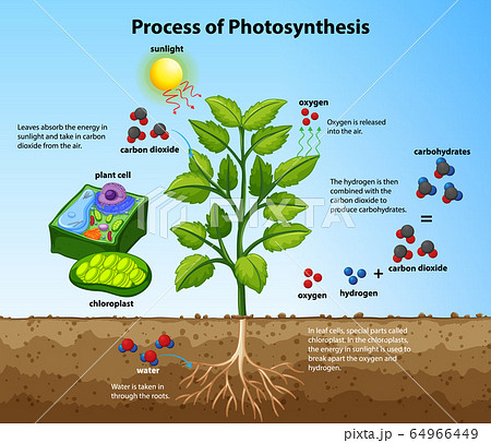 Diagram Showing Process Of Photosynthesis Withのイラスト素材