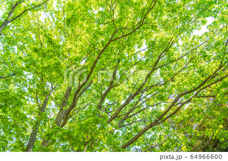 五月のグリーン 64966600