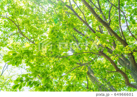 五月のグリーン 64966601