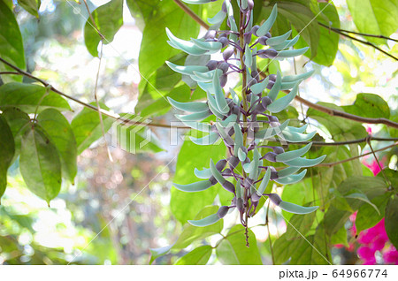 ヒスイカズラ 64966774