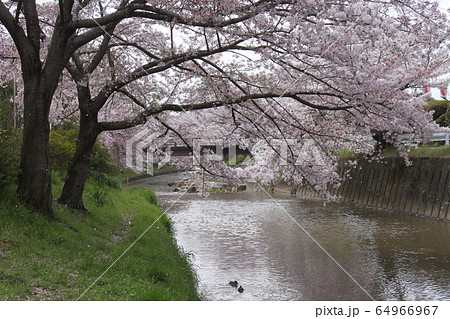 奈良市佐保川の桜並木 奈良市佐保川の桜並木 64966967