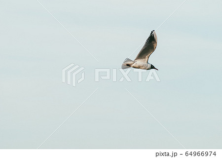 Lonely seagull flying in the spring sky against blue sky background 64966974