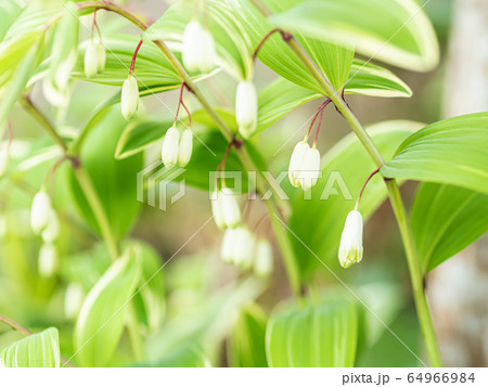 アマドコロ 64966984