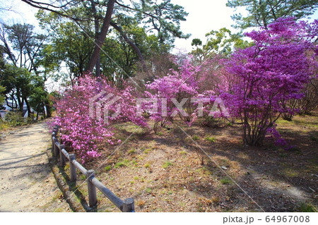 広田山公園のコバノミツバツツジの群落/兵庫県西宮市大社町 広田山公園のコバノミツバツツジの群落/兵庫県西宮市大社町 64967008