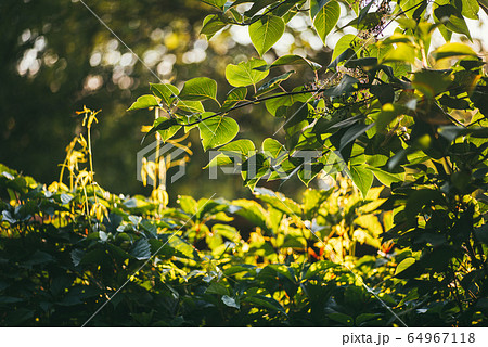 Virginia creepers plant or Parthenocissus quinquefolia Green hedge on the fence and lilac bushes transillumination illuminated by the bright summer sun. Selective focus macro shot with small DOF bokeh 64967118