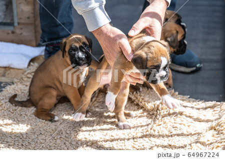 4 weeks young purebred golden puppy german boxer dogs 64967224