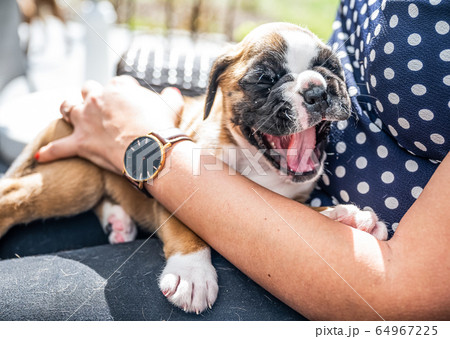 4 weeks young purebred golden puppy german boxer dog in Womans arm 64967225