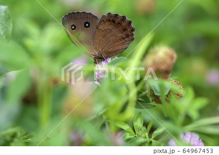 ジャノメチョウ 64967453