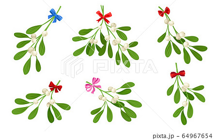Mistletoe or Viscum Branches with Oblong Leaves and Berries Tied in Ribbons Vector Set 64967654