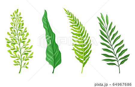 Fern Fibrous Fronds with Pointed Leaves Isolated on White Background Vector Set Fern Fibrous Fronds with Pointed Leaves Isolated on White Background Vector Set 64967686