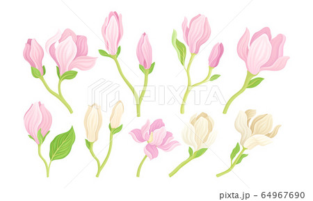 Magnolia Flower Buds on Stalk with Fibrous Leaves Vector Set 64967690