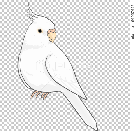cockatiel 64967692