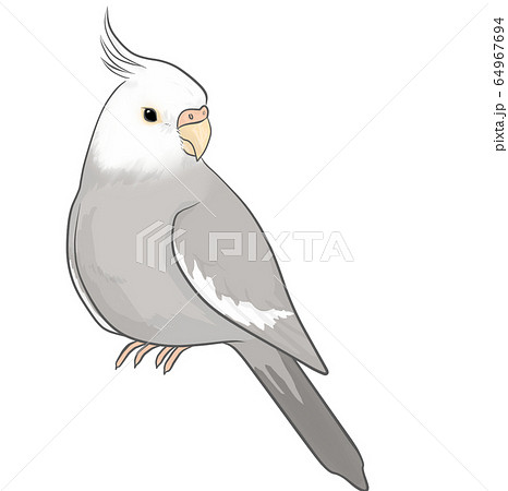 オカメインコ 64967694
