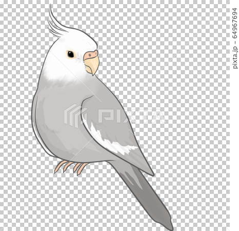 オカメインコ 64967694