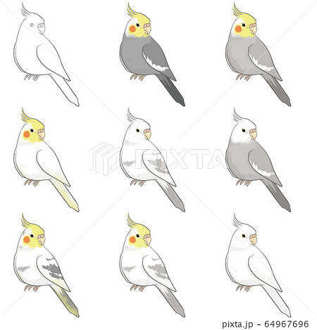 オカメインコのイラスト素材