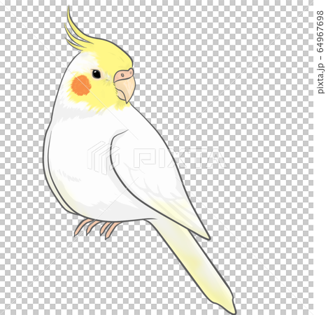 cockatiel 64967698