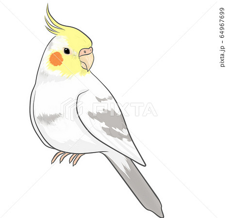 オカメインコ 64967699