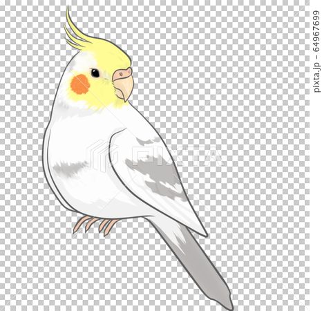 オカメインコ 64967699