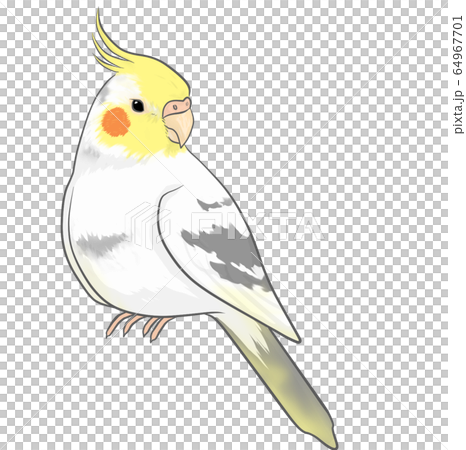 オカメインコ 64967701