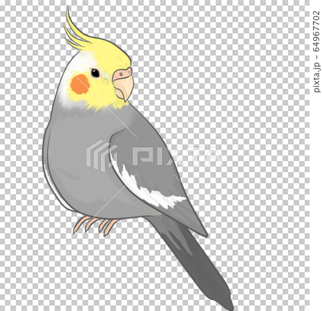 オカメインコのイラスト素材