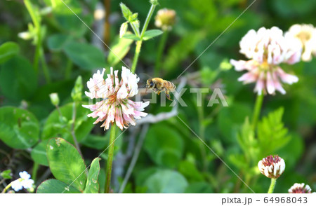 シロツメクサの花とミツバチ シロツメクサの花とミツバチ 64968043