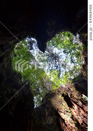 屋久島ウィルソン株　ハートの屋久杉 64968466
