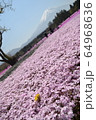 富士山麓の芝桜と一輪のたんぽぽ 64968636
