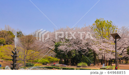世田谷公園 桜と噴水 青空の写真素材