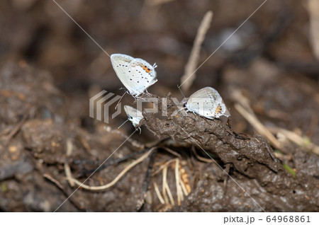 ツバメシジミ 64968861