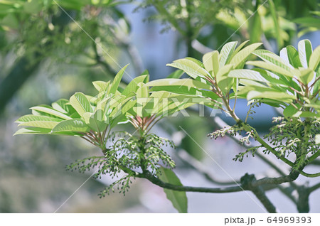 ユズリハ ユズリハ 64969393