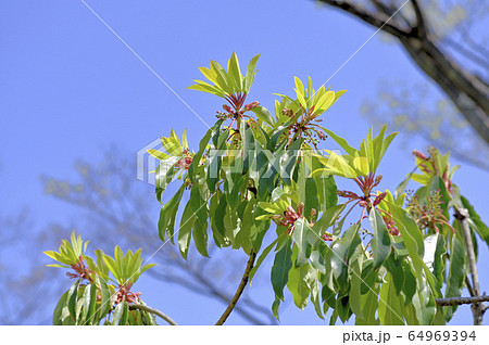 ユズリハ ユズリハ 64969394