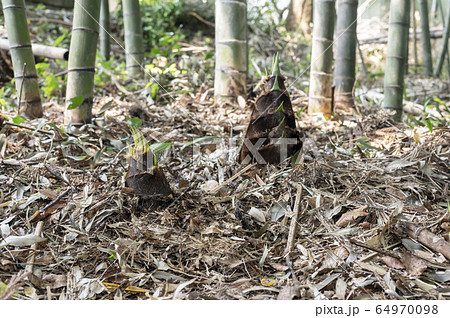 たけのこ 竹の子堀り 64970098