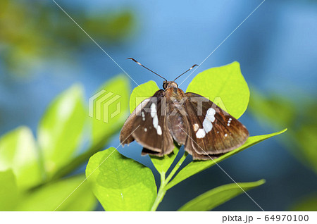 クロセセリ 64970100