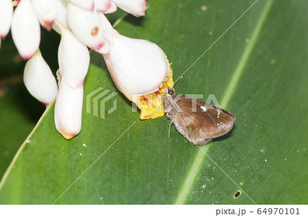 クロセセリ 64970101