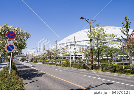 バンテリンドームナゴヤ  ナゴヤドームとハナミズキ 64970125