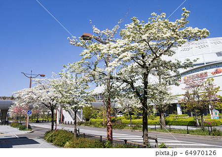 バンテリンドームナゴヤ  ナゴヤドームとハナミズキ 64970126