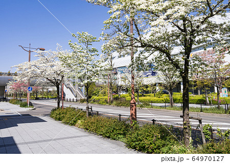 バンテリンドームナゴヤ  ナゴヤドームとハナミズキ 64970127