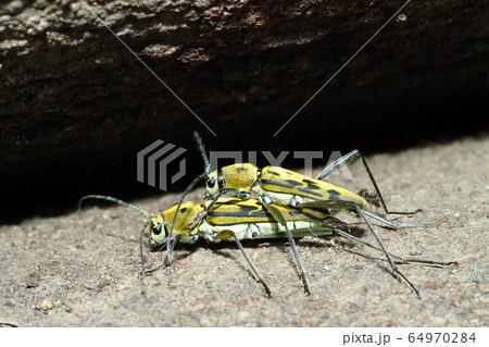 キイロトラカミキリ(ペア) キイロトラカミキリ(ペア) 64970284