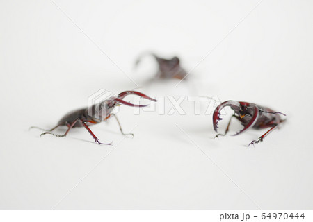 ノコギリクワガタ　ホワイトバック　昆虫　虫　生物　夏休み 64970444