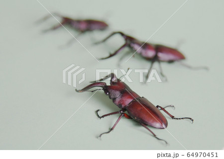 ノコギリクワガタ　ホワイトバック　昆虫　虫　生物　夏休み 64970451