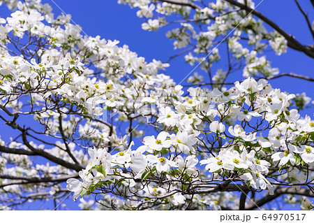 白いハナミヅキと青空 64970517