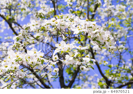 白いハナミヅキと青空 64970521