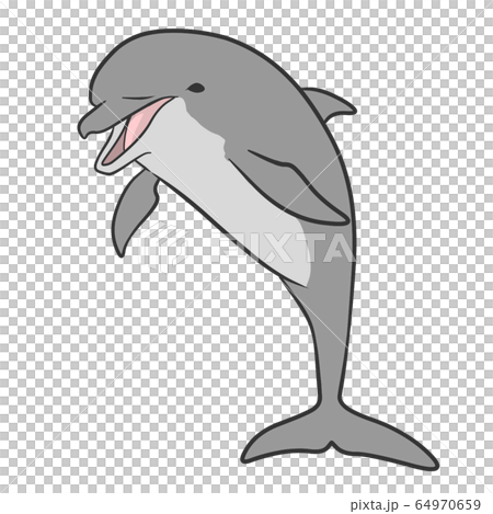 海豚 海豚 64970659