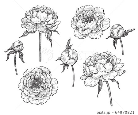 Hand Drawn Monochrome Peony Flowers And Budsのイラスト素材