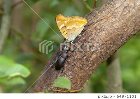 コムラサキ 64971101